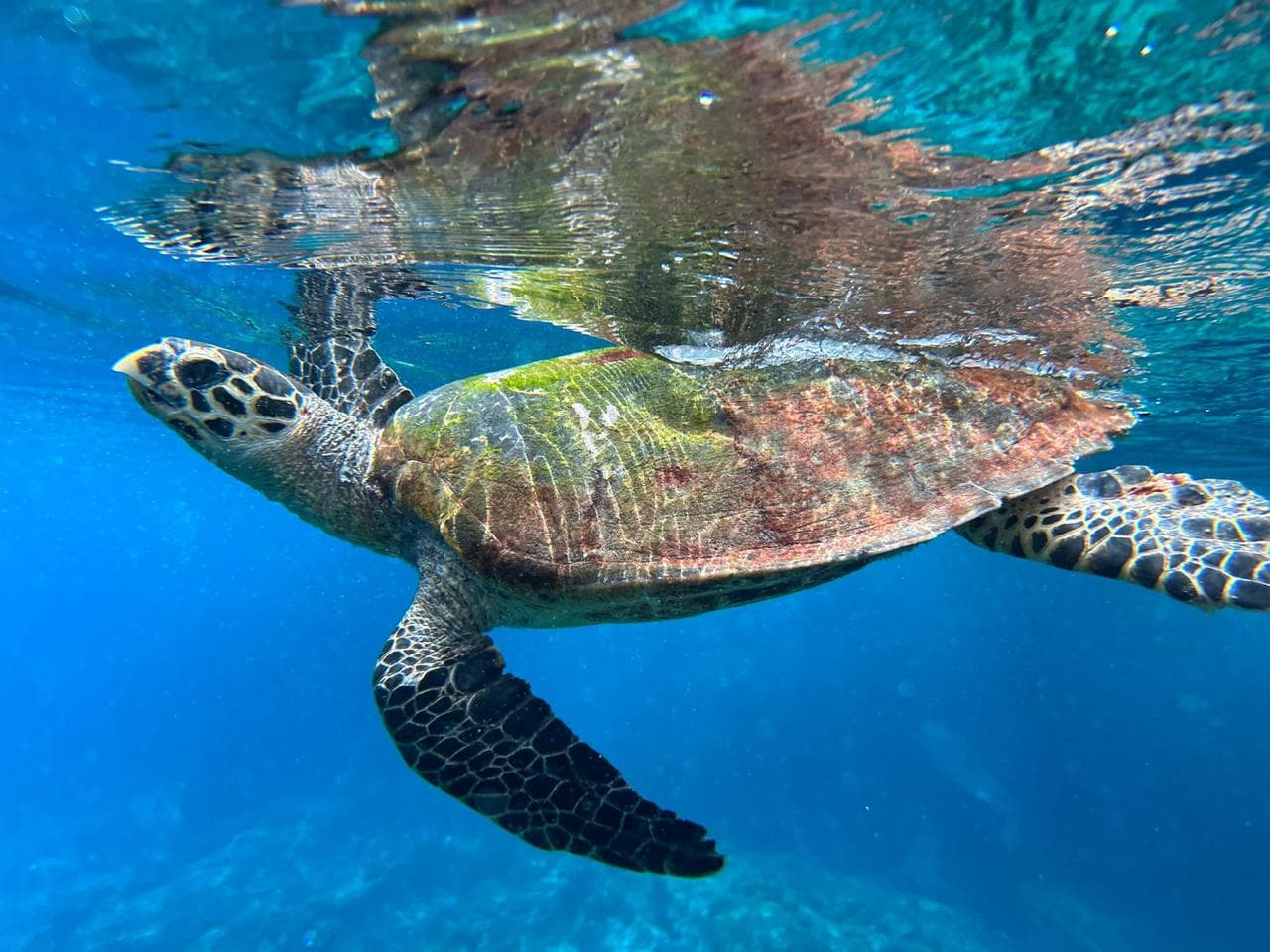 half day snorkeling